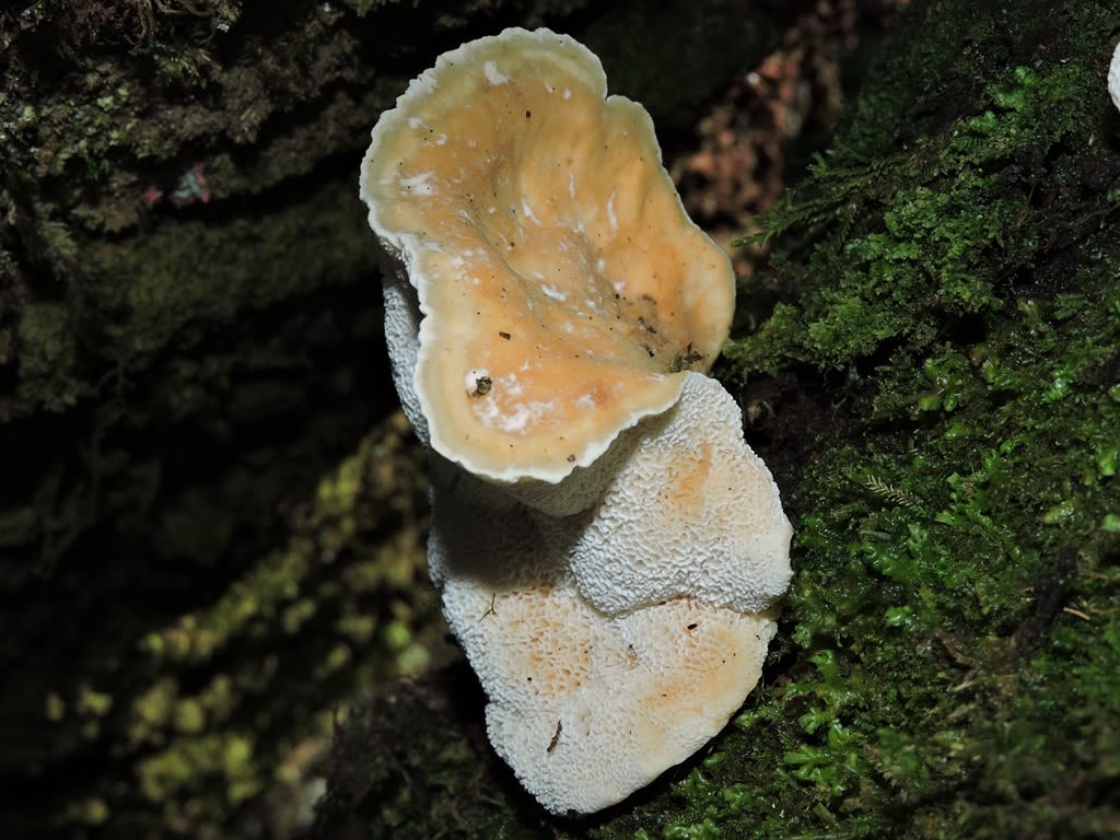 black and brown mushroom beside grass